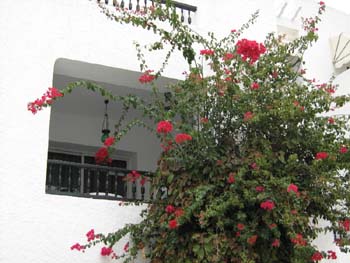 IMG_0608